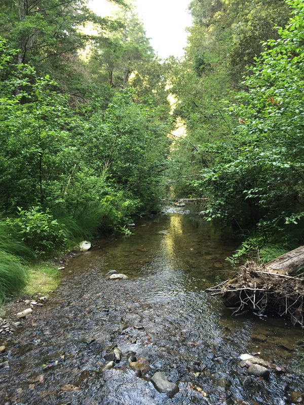 Portola Redwoods State Park