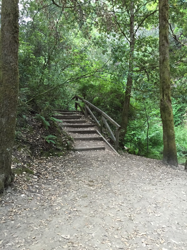 Portola Redwoods State Park