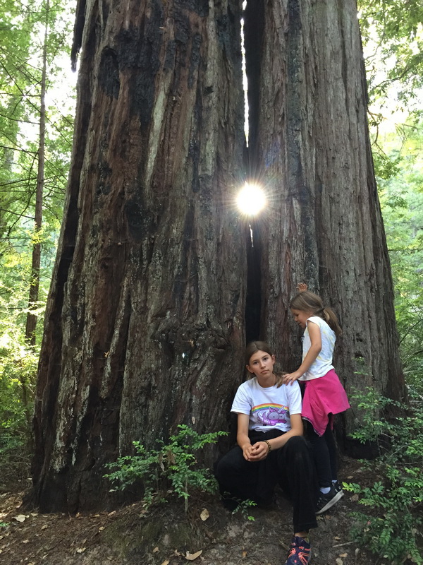 Portola Redwoods State Park