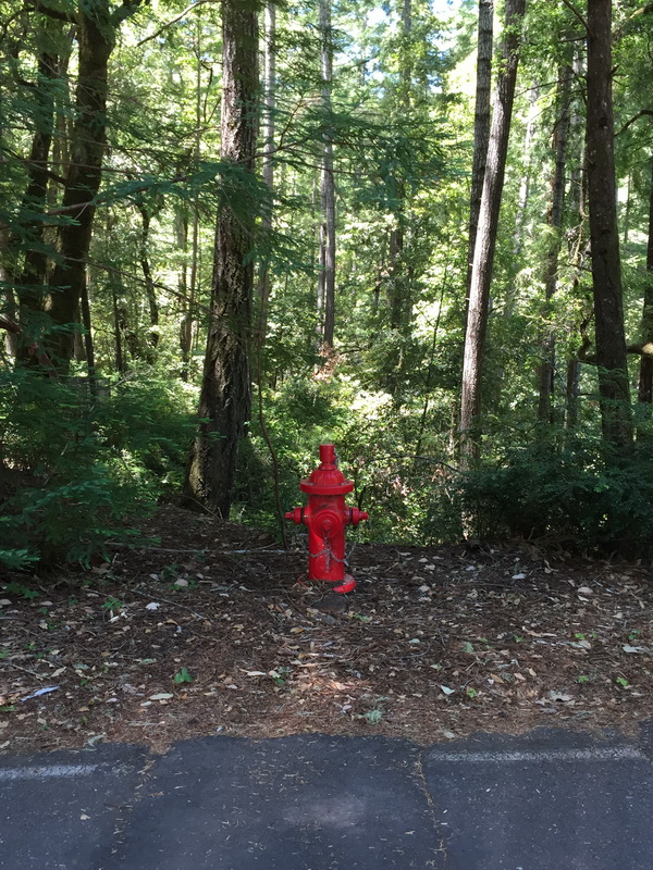 Portola Redwoods State Park - Вечерело...