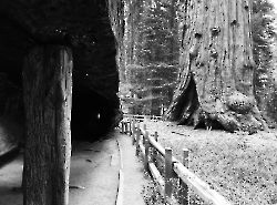 Seqioia_Kings_Canyon_21
