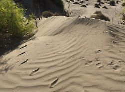 Долина Смерти (Death Valley)