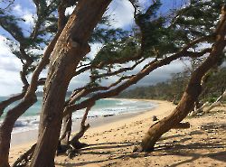 2016г. Гавайи. Оаху. (Hawaii - Oahu)