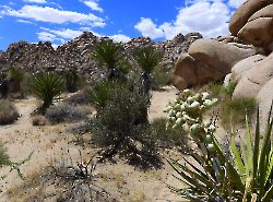 Joshua Tree - зелень