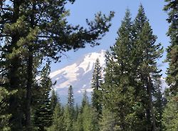 Shasta. Brewer Creek Trail.