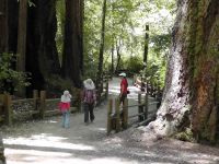Парк Big Basin Redwood State Park