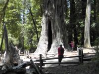 Редвуд Мать леса (Mother of the Forest)