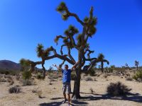 Joshua Tree и Я