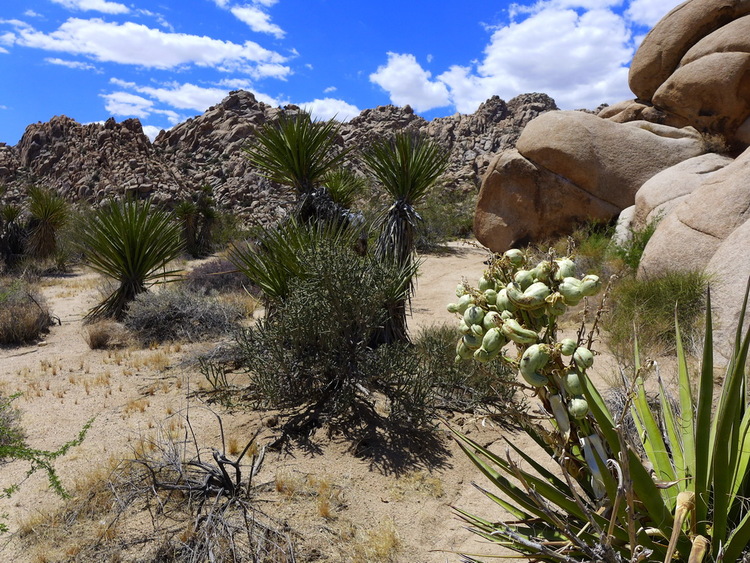 Joshua Tree - зелень.