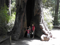 Редвуды Big Baisen Redwood Park