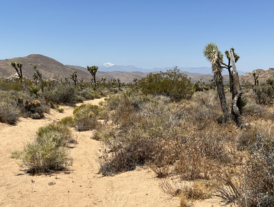 Национальный парк Joshua Tree